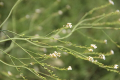 Crambe koktebelica