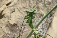 Crambe koktebelica