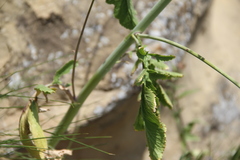 Crambe koktebelica