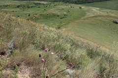 Crambe koktebelica