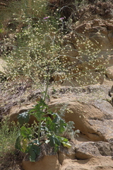 Crambe koktebelica