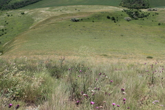 Crambe koktebelica