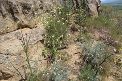 Crambe koktebelica