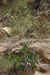 Crambe koktebelica