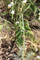 Crambe koktebelica