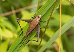 Eneoptera surinamensis