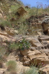 Crambe koktebelica