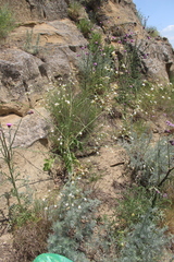 Crambe koktebelica