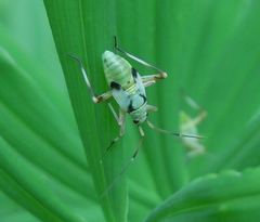 Calocoris alpestris