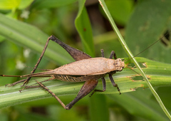 Eneoptera surinamensis