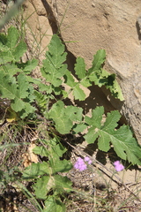 Crambe koktebelica