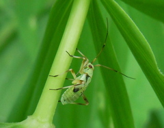 Calocoris alpestris