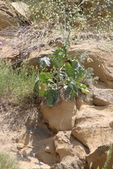 Crambe koktebelica