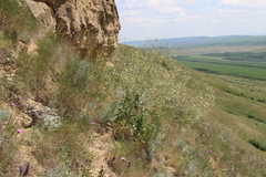 Crambe koktebelica