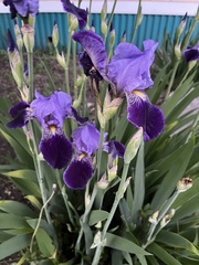 Iris