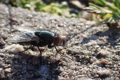 Phormia