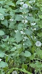 Lamium album