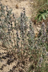 Marrubium leonuroides