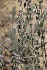 Marrubium leonuroides