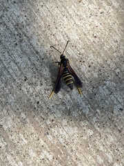 Pterygota
