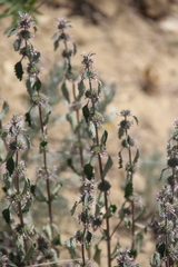 Marrubium leonuroides