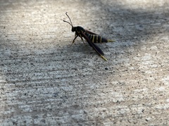 Pterygota