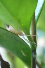Philodromus rufus
