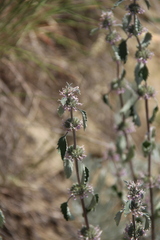Marrubium leonuroides