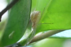 Philodromus rufus