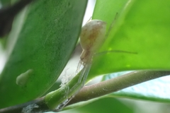 Philodromus rufus