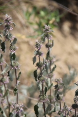 Marrubium leonuroides