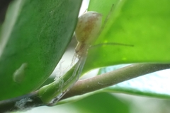 Philodromus rufus