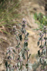 Marrubium leonuroides