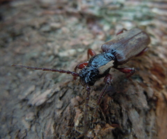 Tetropium castaneum