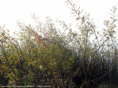 Phyllanthus sellowianus