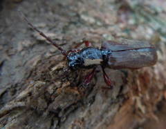 Tetropium castaneum