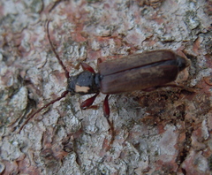 Tetropium castaneum