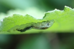 Ichneumonidae