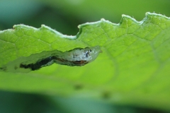 Ichneumonidae
