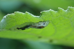 Ichneumonidae
