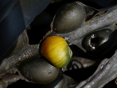 Littorina obtusata
