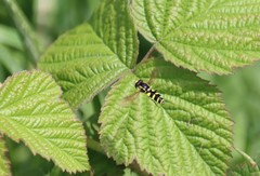 Xanthogramma pedissequum