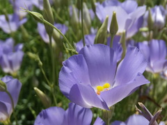 Eustoma