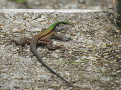 Ameiva atrigularis