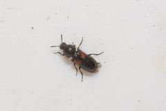 Divales bipustulatus