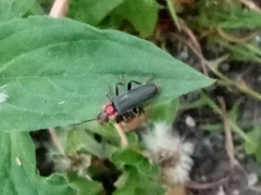 Cantharis fusca