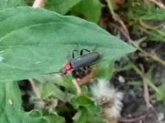 Cantharis fusca
