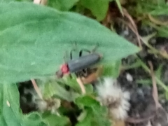 Cantharis fusca