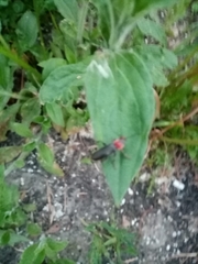 Cantharis fusca