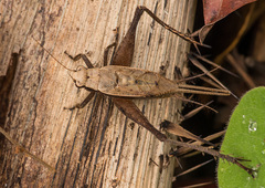 Eneoptera surinamensis